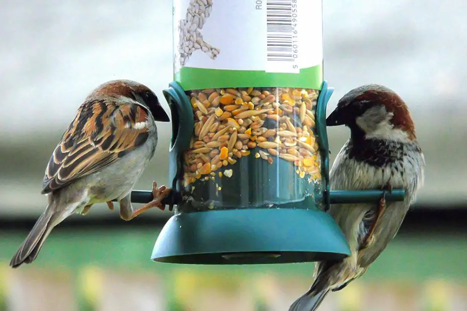 How To Attract Birds To Feeder