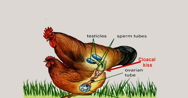 How are Bird Eggs Fertilized? A Comprehensive Walkthrough - The Worlds ...