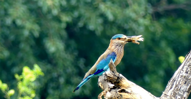 Feasting In The Wild: What Do Wild Birds Eat? - The Worlds Rarest Birds