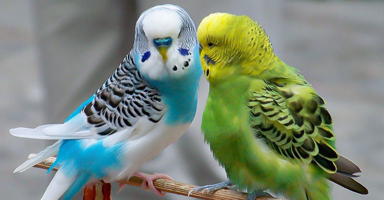 Keeping Your Parakeet Mentally and Physically Stimulated
