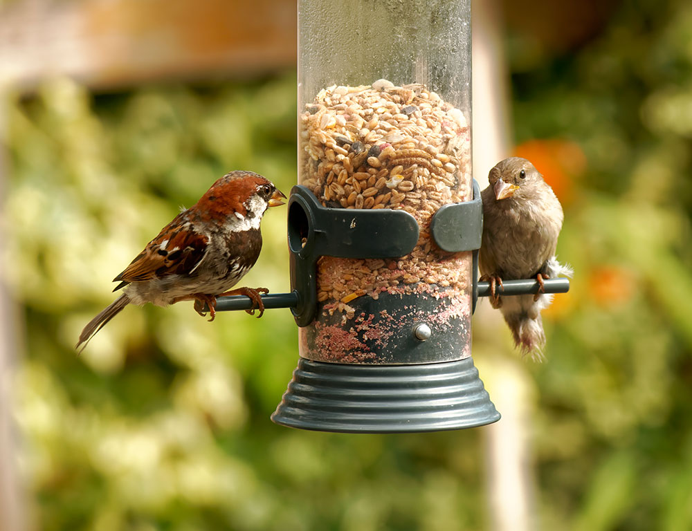 Leave Garden Debris In Winter