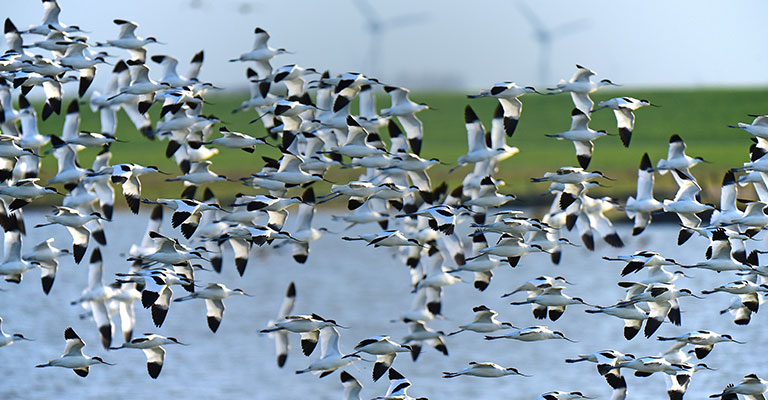 Birds Migration