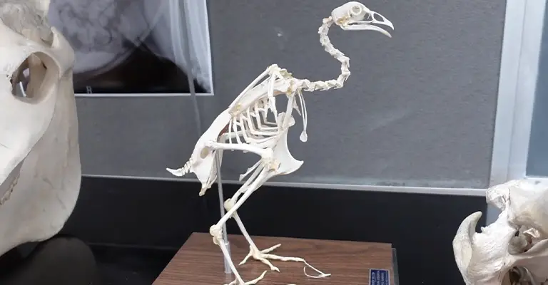 Mystery-of-Why-Birds-Have-Hollow-Bones