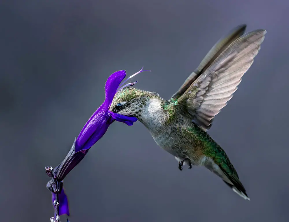 Nectar Eaters Birds