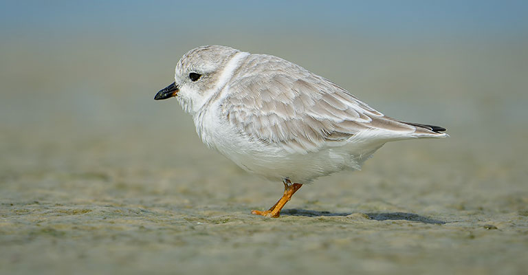 Piping Plovers Endangered