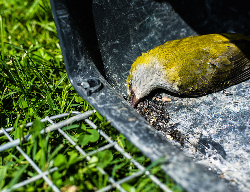 Birds Poisoning or Exposure to Toxins