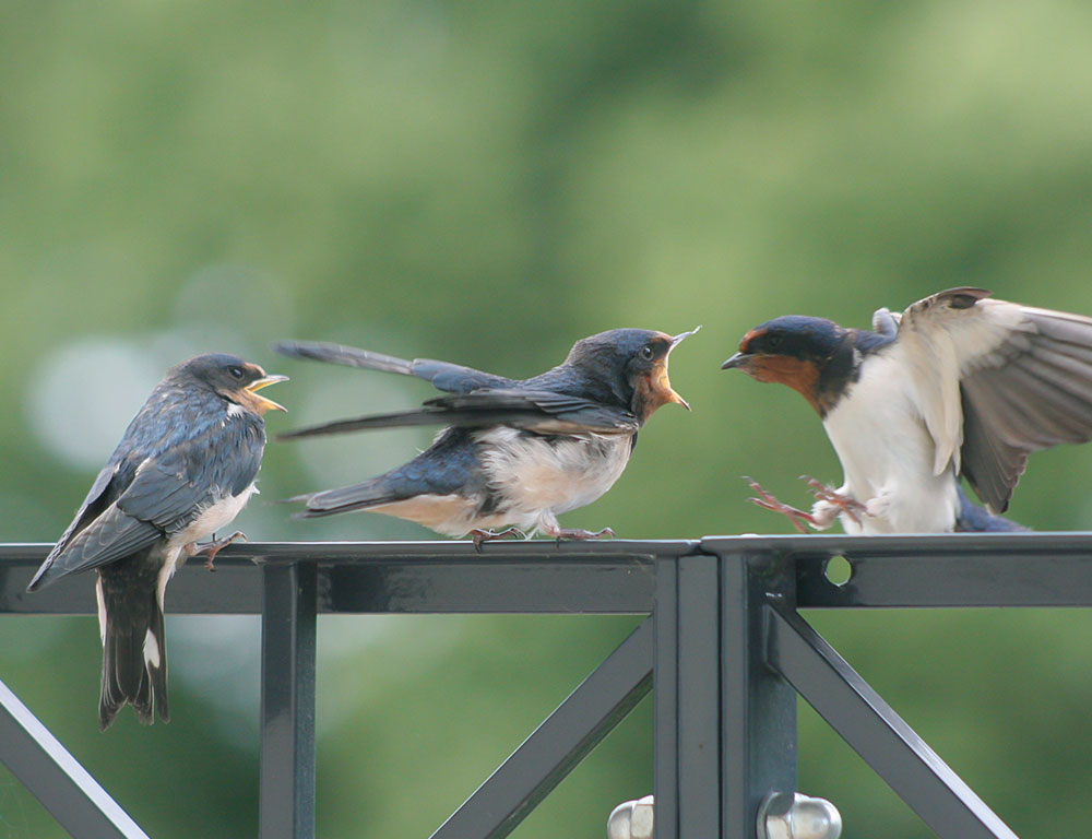 Birds Settling Arguments