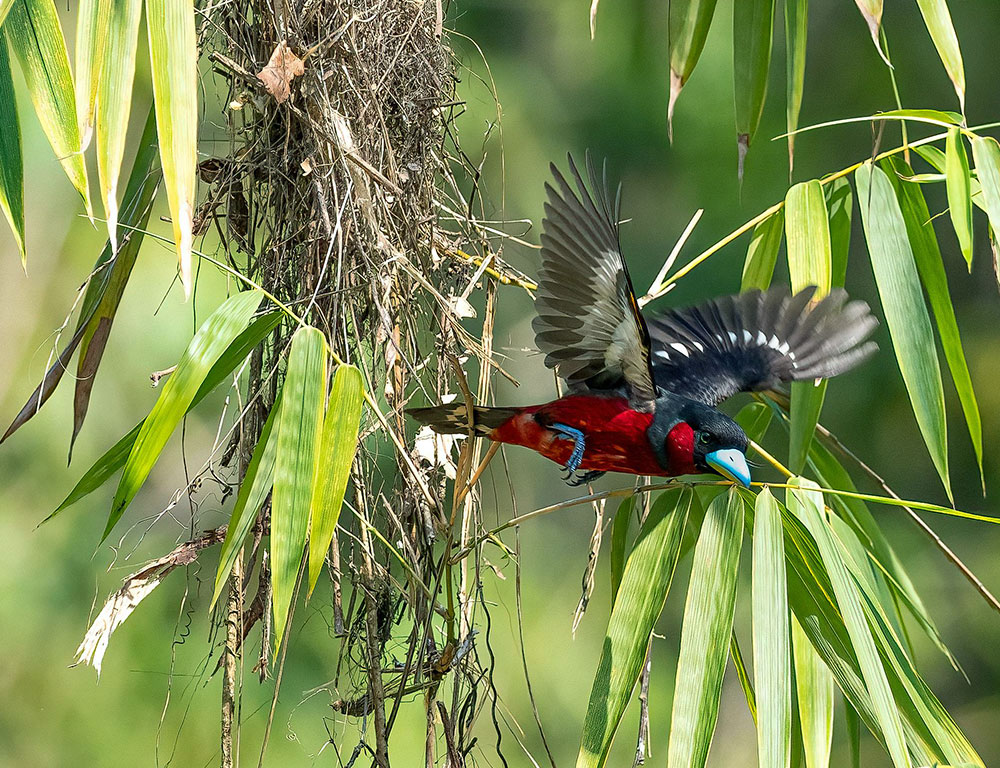 What Birds Do Not Consume Worms