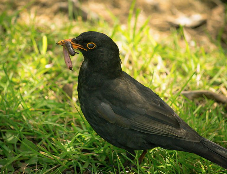 Feasting in the Wild: What Do Wild Birds Eat? - The Worlds Rarest Birds