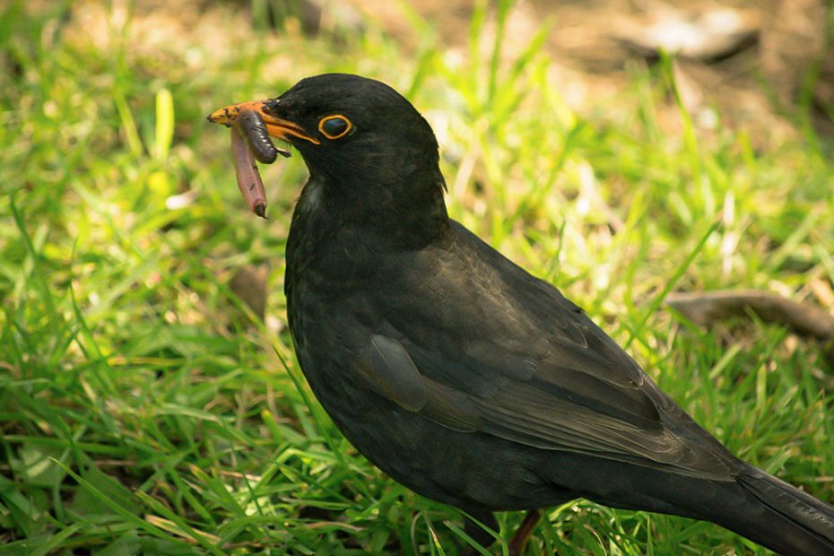 What Do Wild Birds Eat