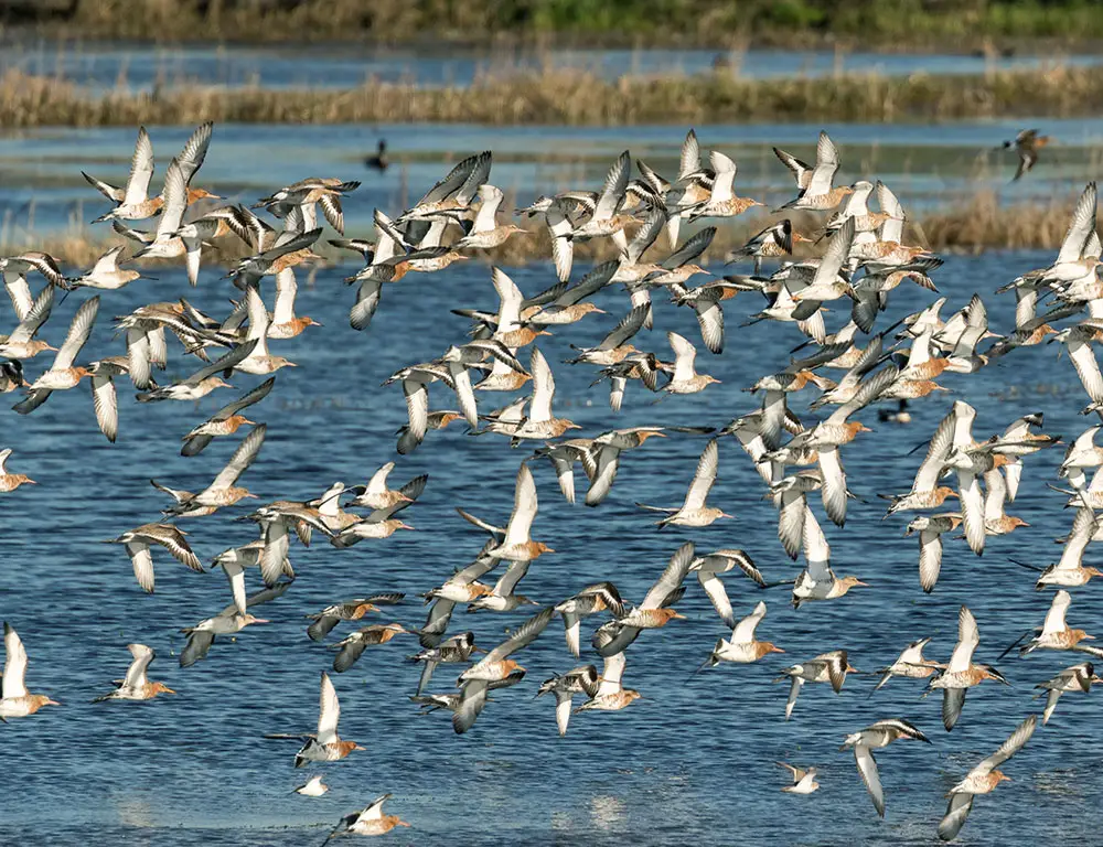 What Risks do Birds Face During Migration