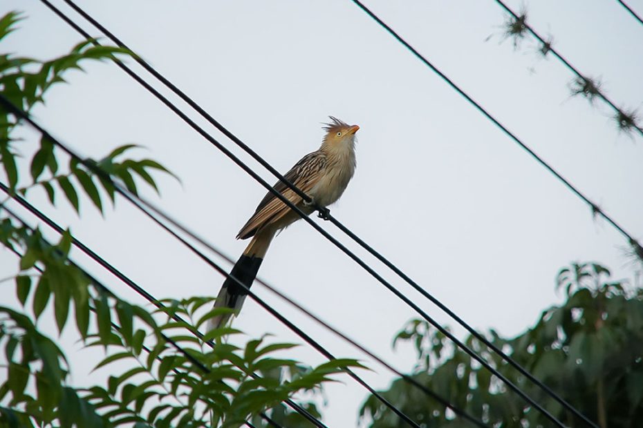Why Don't Birds Get Electrocuted on Power Lines
