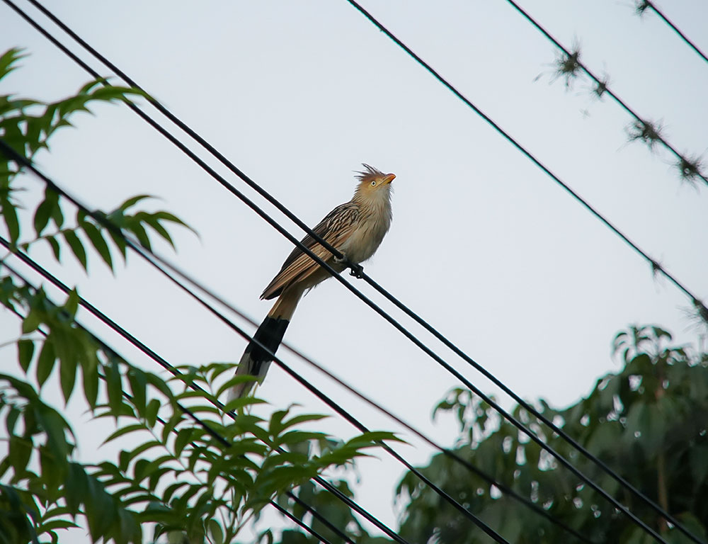 Why Don't Birds Get Electrocuted on Power Lines