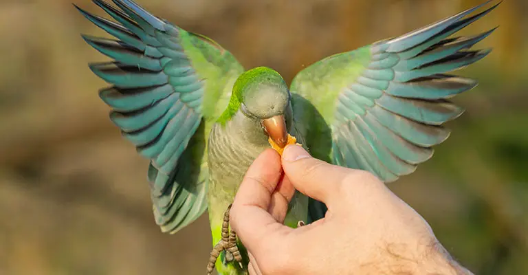 Diet for Your Parakeet