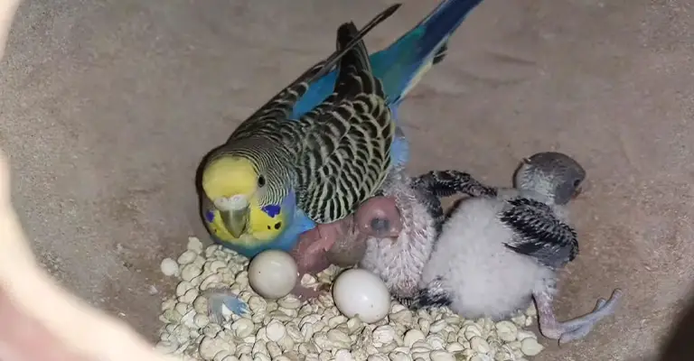 bird-eggs-fertilized