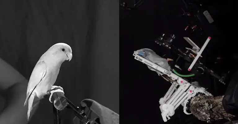 birds-move-like-robots