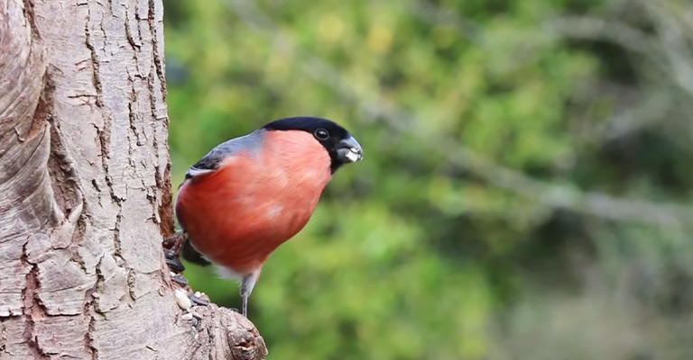 What Do Birds Symbolize Spiritually The Secret To Reveal The Worlds 