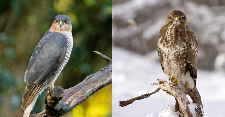 Accipiter Vs Buteo 