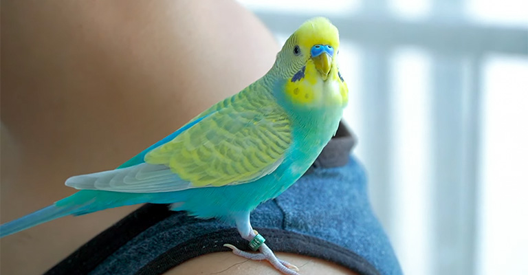 Acknowledge Conures as Social Animals