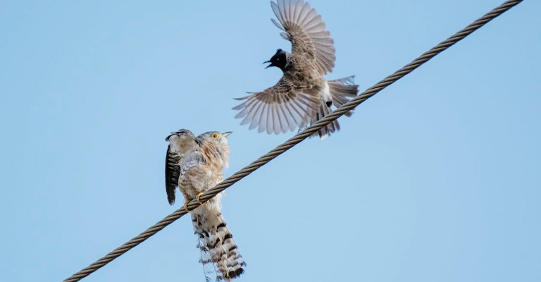 Adaptability to Inconsistent Wind Directions