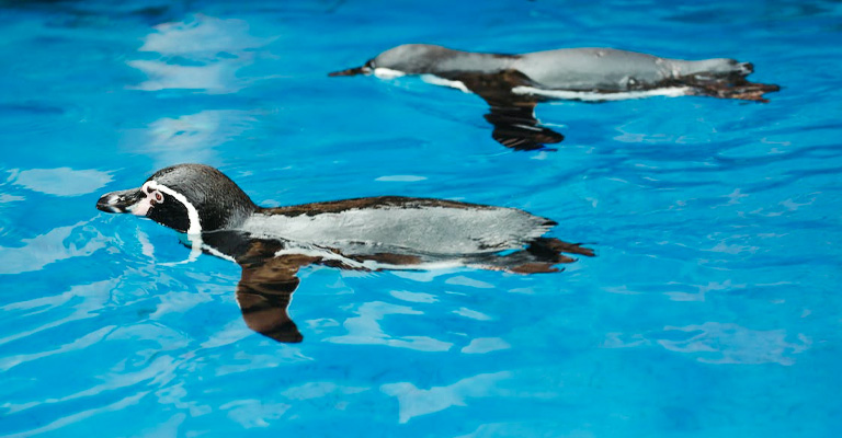 Adaptations of Penguins for Aquatic Life