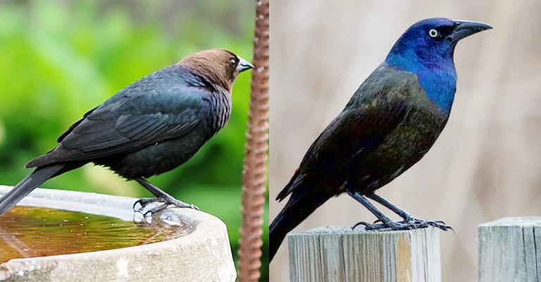 Behavioral Patterns: Cowbird Vs Grackle