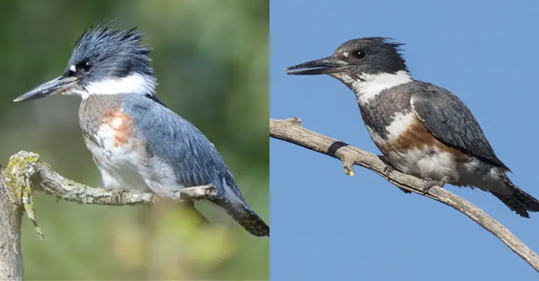 Belted Kingfisher Male Vs Female
