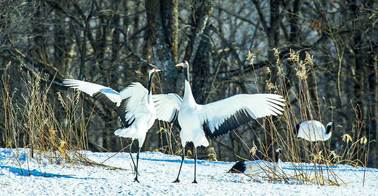 Birds Spread Their Wings on the Ground