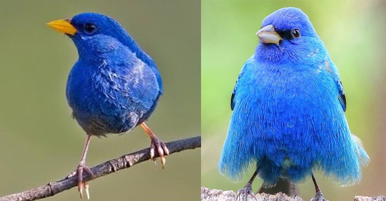 Blue Finch Vs Indigo Bunting