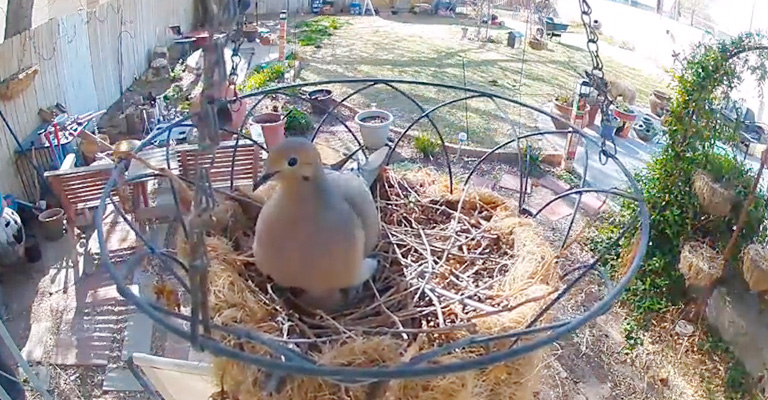 Can You Move a Mourning Dove Nest