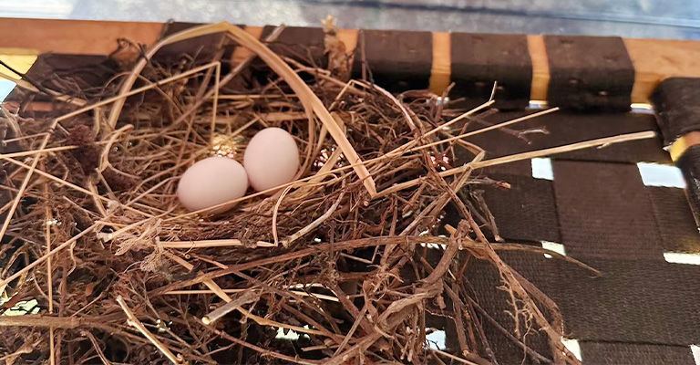 Can You Move an Unoccupied Mourning Dove Nest