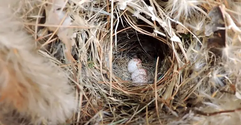 Carolina Wren Nesting: Should You Reuse