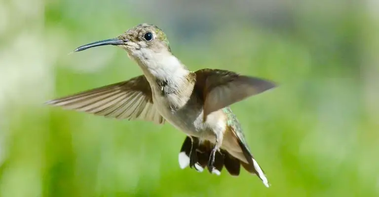 Causes of Hummingbirds Breathing Heavy