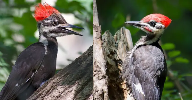 Difference Between Male and Female Pileated Woodpecker