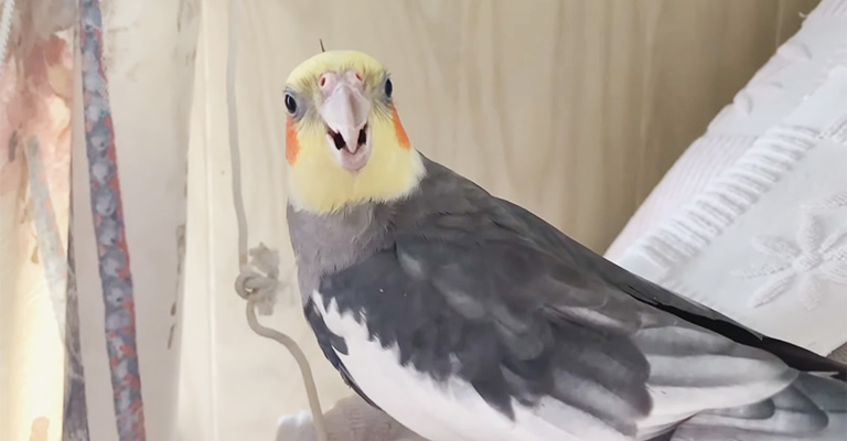 Cockatiel Making Squeaking Noises- Common Reason