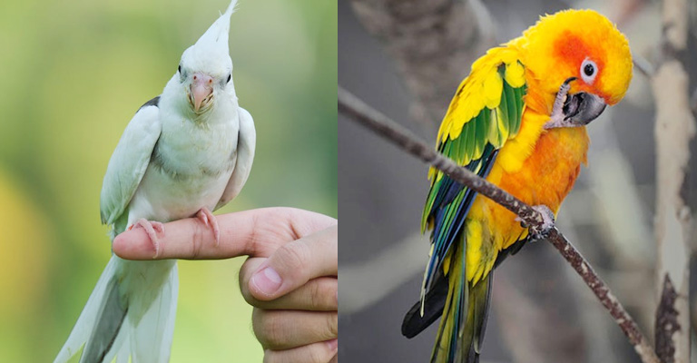 Cockatiel Vs Conure: Which Pet Bird is Better