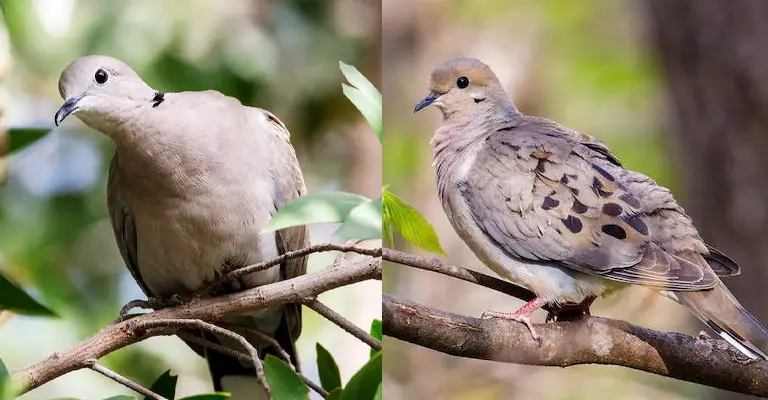 Coloration: Eurasian Collared-dove Vs Mourning Dove