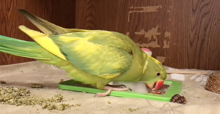 Common Reasons for Excessive Yawning in Parrots