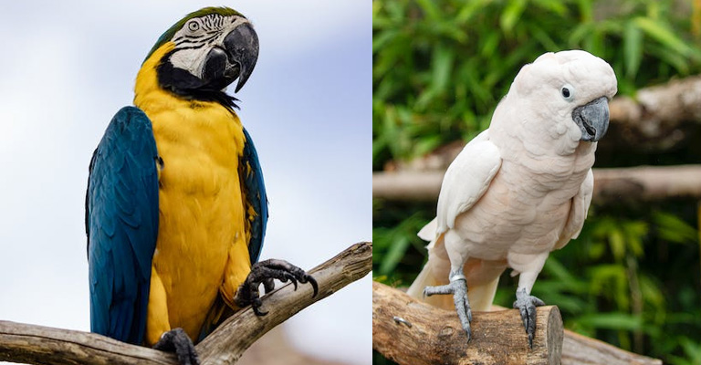 Comparison: Macaws Vs. Cockatoos