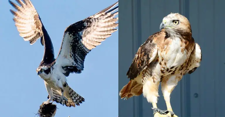 Comparison: Ospreys Vs. Falcons
