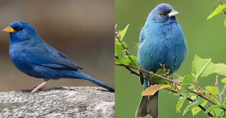 Blue Finch Vs Indigo Bunting
