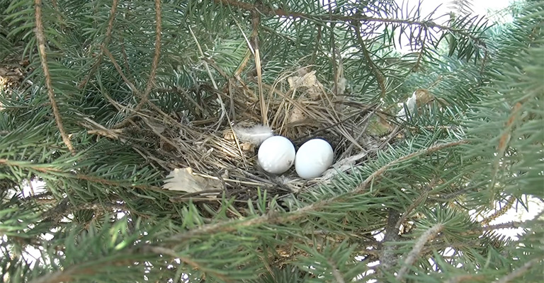 Consequences of Moving a Mourning Dove Nest