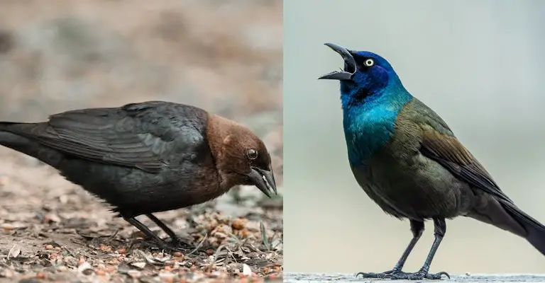 Cowbird Vs Grackle: Difference Between Them