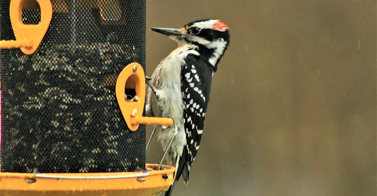 Creating Woodpecker-friendly Alternatives