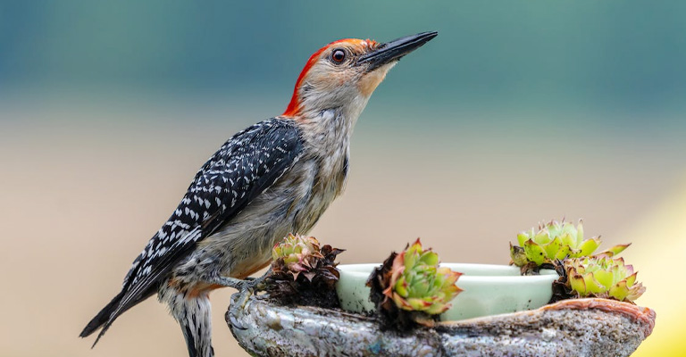 Creating a Woodpecker-friendly Habitat