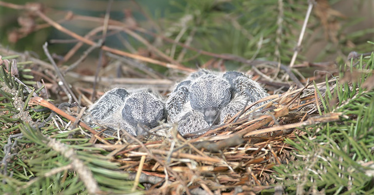 Developmental Stages of Mourning Dove Chicks