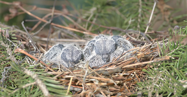 Why Do Mourning Doves Abandon Their Babies