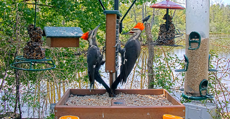 Difference Between Male and Female Pileated Woodpecker