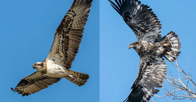 What is the Difference Between Osprey and Falcons