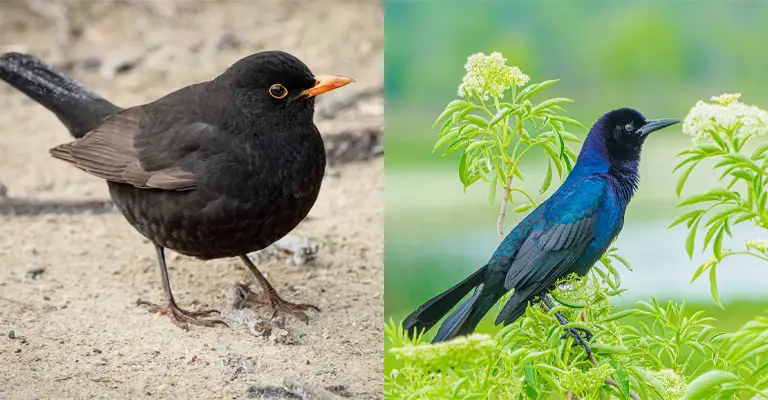 Differences in Plumage: Brewer's Blackbird Vs Grackle 